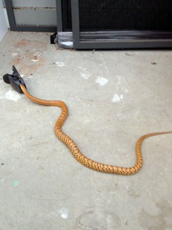 新闻 69 澳洲新闻 69 查看内容  一只致命毒蛇西部拟眼镜蛇被老鼠