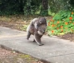 萌化！澳洲考拉背着幼崽街头漫步
