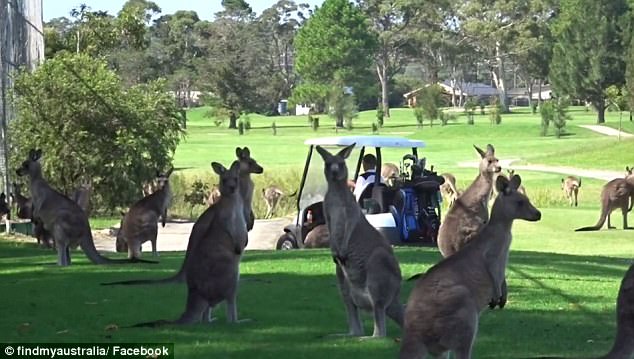 澳洲日常！成群袋鼠霸占高尔夫球场