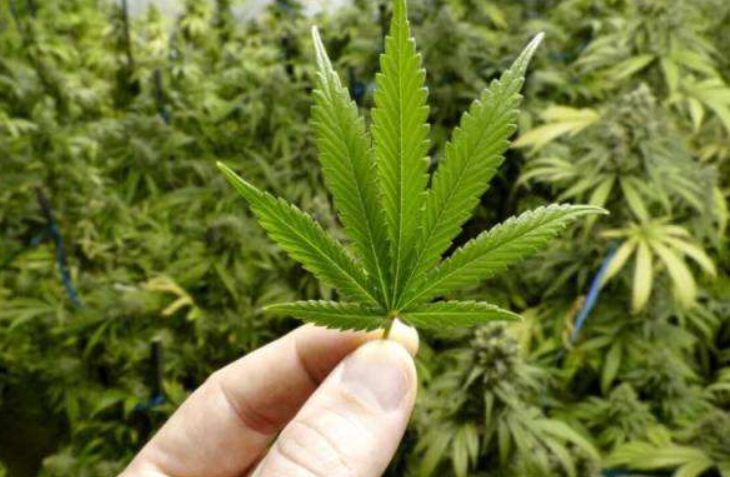 维州药用大麻产业萌芽 获加拿大公司投资