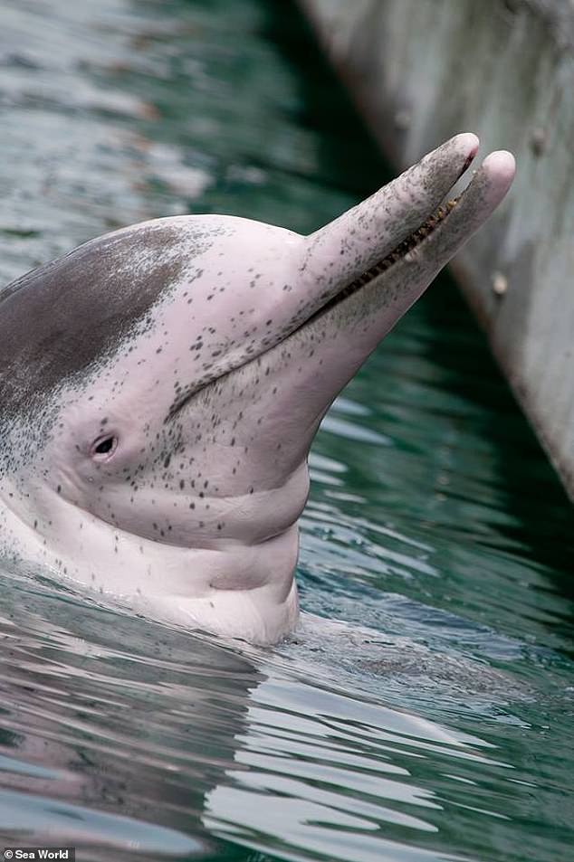 心碎！黄金海岸海洋世界最长寿海豚离世