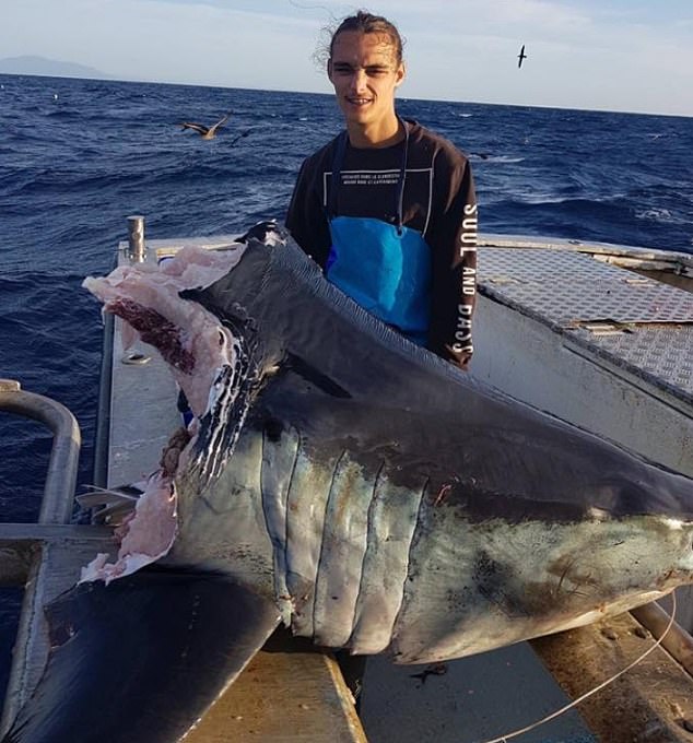 血腥慎入！澳洲渔民捞到巨大鲨鱼头