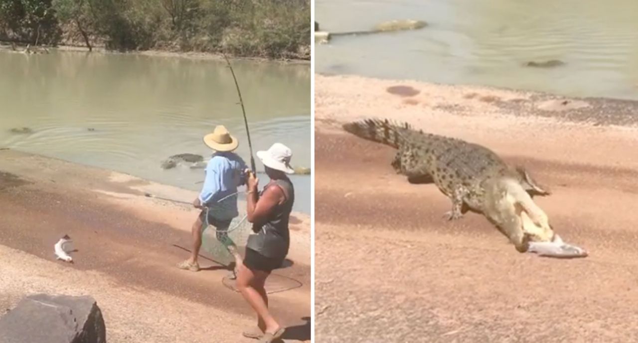 澳洲游客被鳄鱼抢走战利品 疑似摆拍被骂