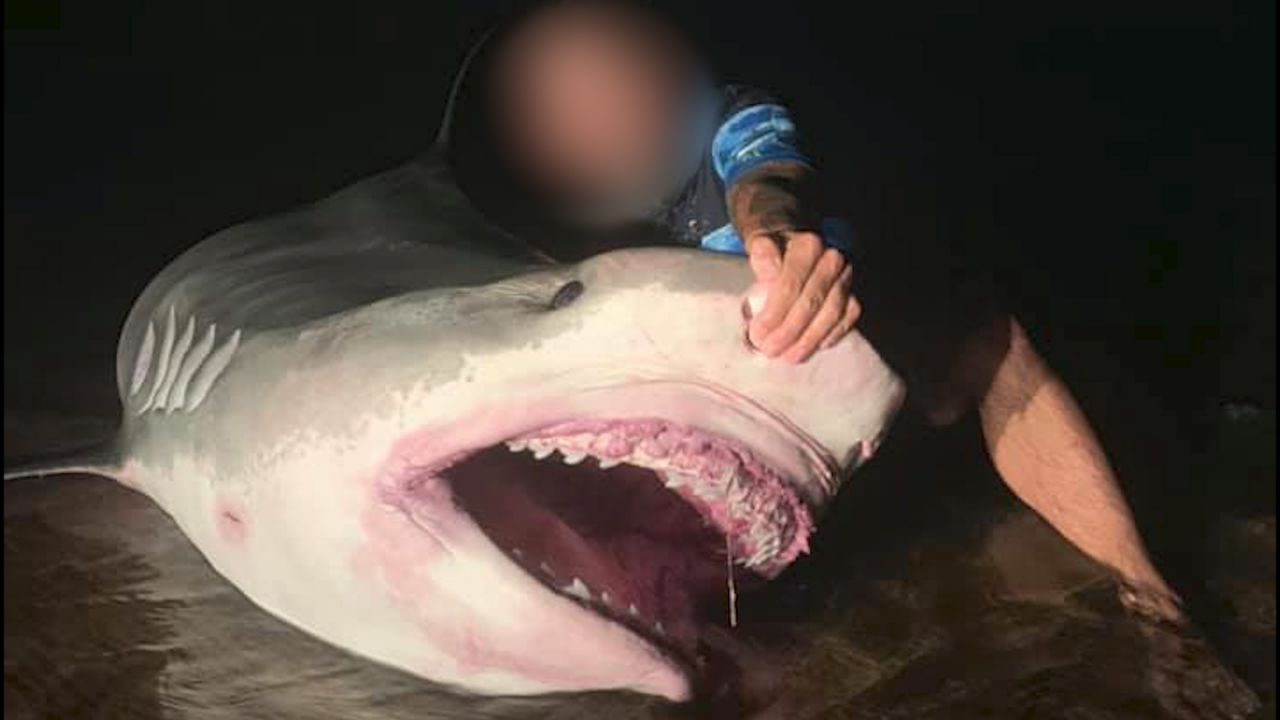 澳洲男子钓到5米虎鲨 合影照片引发热议